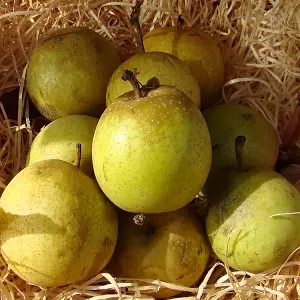Nashi, Asienbirne 'Chojuro'