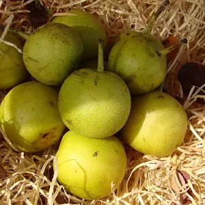 Nashi, Asienbirne 'Hosui'