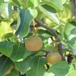 Nashi 'Kosui'