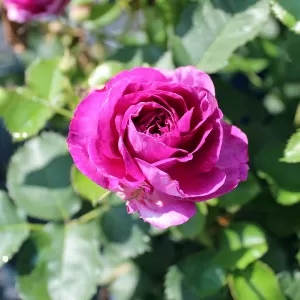 Nostalgierose 'Minerva' (FL)