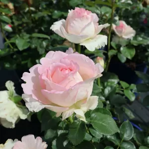 Nostalgierose 'Ragazza'
