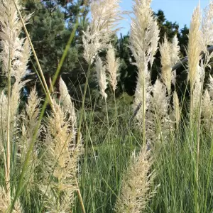 Pampasgras -Cortaderia selloana
