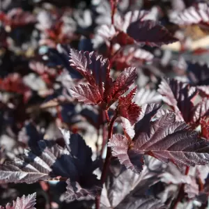 Blasenspiere 'Midnight' 