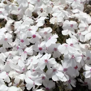 Polster-Phlox 'Amazing Grace'