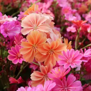 Bitterwurz 'Regenbogen'