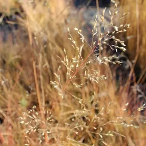 Prärie-Gras -Sporobolus heterolepis