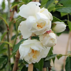 Rambler Rose 'Albéric Barbier'