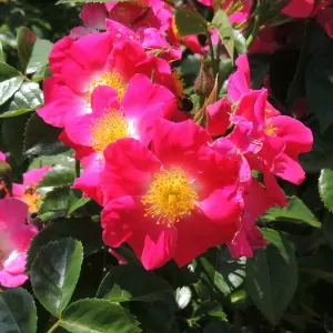 Ramblerrose 'American Pillar'