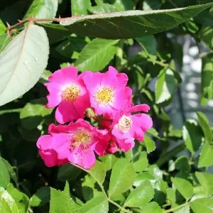 Ramblerrose 'Maria Lisa'
