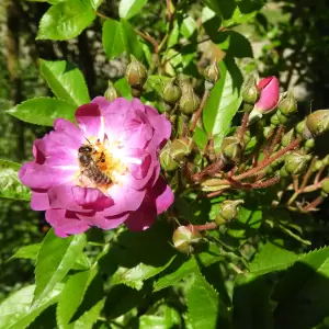 Ramblerrose 'Veilchenblau'