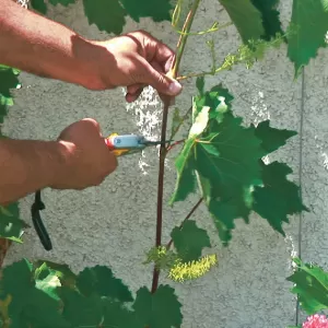 Rebenschnitt an Wänden und Pergolen