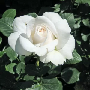 Renaissance-Rose 'Helena'