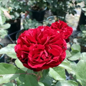Renaissance-Rose 'Nadia'