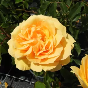 Renaissance-Rose 'Sophia'