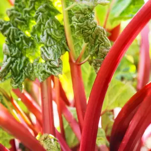 Rhabarber 'Livingstone'