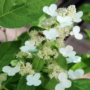 Rispen-Hortensie 'Dharuma'