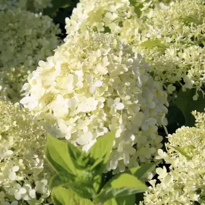 Rispenhortensie 'Limelight'