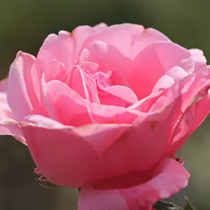 Beetrose 'Queen Elisabeth Rose'