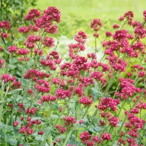 Spornblume 'Coccineus'