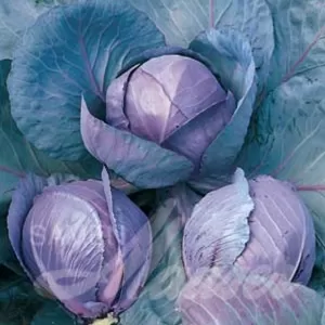 Rotkohl