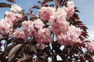 Jap. Nelken-Kirsche 'Royal Burgundy'