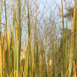 Rutenhirse 'Northwind' -Panicum virgatum 'Northwind' 