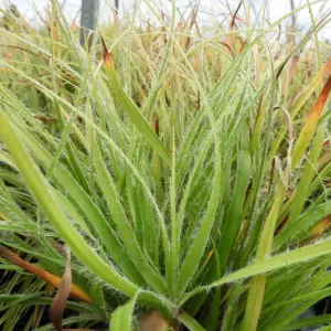 Schneeweisse Hainsimse