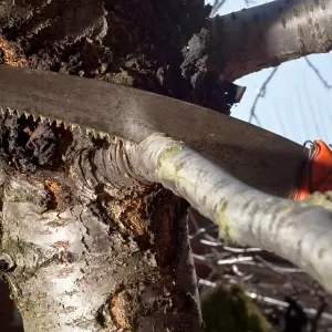 Schnitt und Pflege der älteren Obstbäume