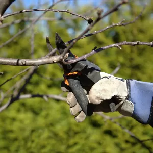 Schnitt und Pflege der jüngeren Obstbäume