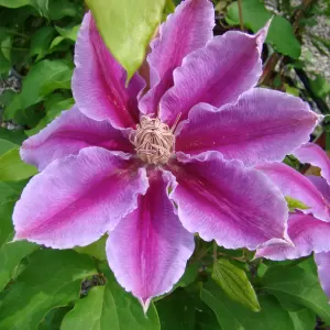 Schnitt und Pflege von Kletterpflanzen