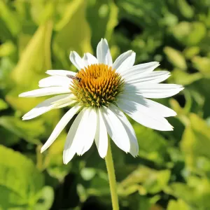Sonnenhut 'Alba'