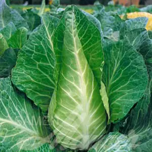  Spitzkohl 