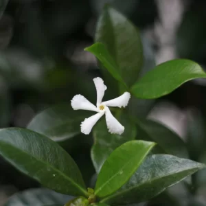Stern-Jasmin