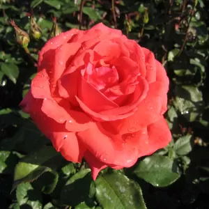 Edelrose, Teehybride 'Duftwolke'