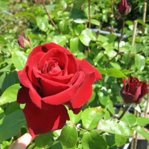 Edelrose, Teehybride 'Ingrid Bergman'