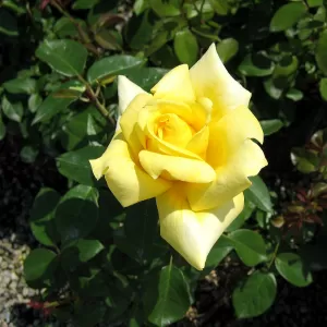 Edelrose, Teehybride 'Landora'