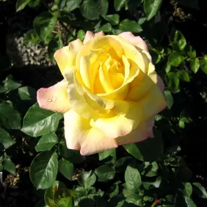 Edelrose, Teehybride 'Mme A. Meilland'