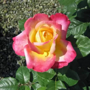 Edelrose, Teehybride 'Pullman Orient Express'