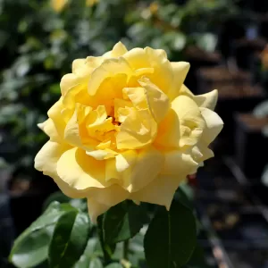 Edelrose, Teehybride 'Landora'