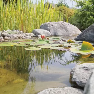 Teichbau und -pflege