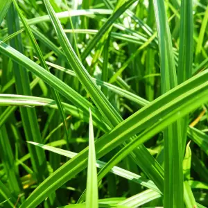 Teppich-Japansegge 'Irish Green'
