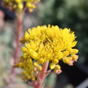 Tripmadam -Sedum reflexum