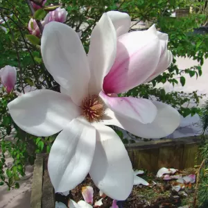 Tulpen-Magnolie