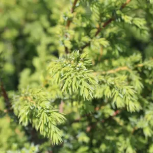 Wacholder 'Wallis'