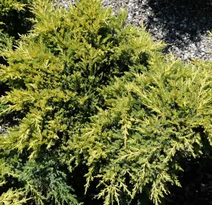 Pfitzer-Wacholder 'Goldkissen'