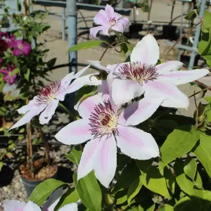 Clematis (Früh) 'Nelly Moser'