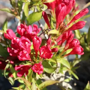 Weigelie 'All Summer Red'