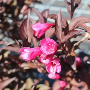 Weigelie 'Alexandra'