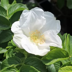 Kartoffel-Rose 'Alba'