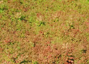 Mauerpfeffer 'Coral Carpet'